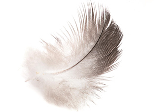 Tipps für die Mauser