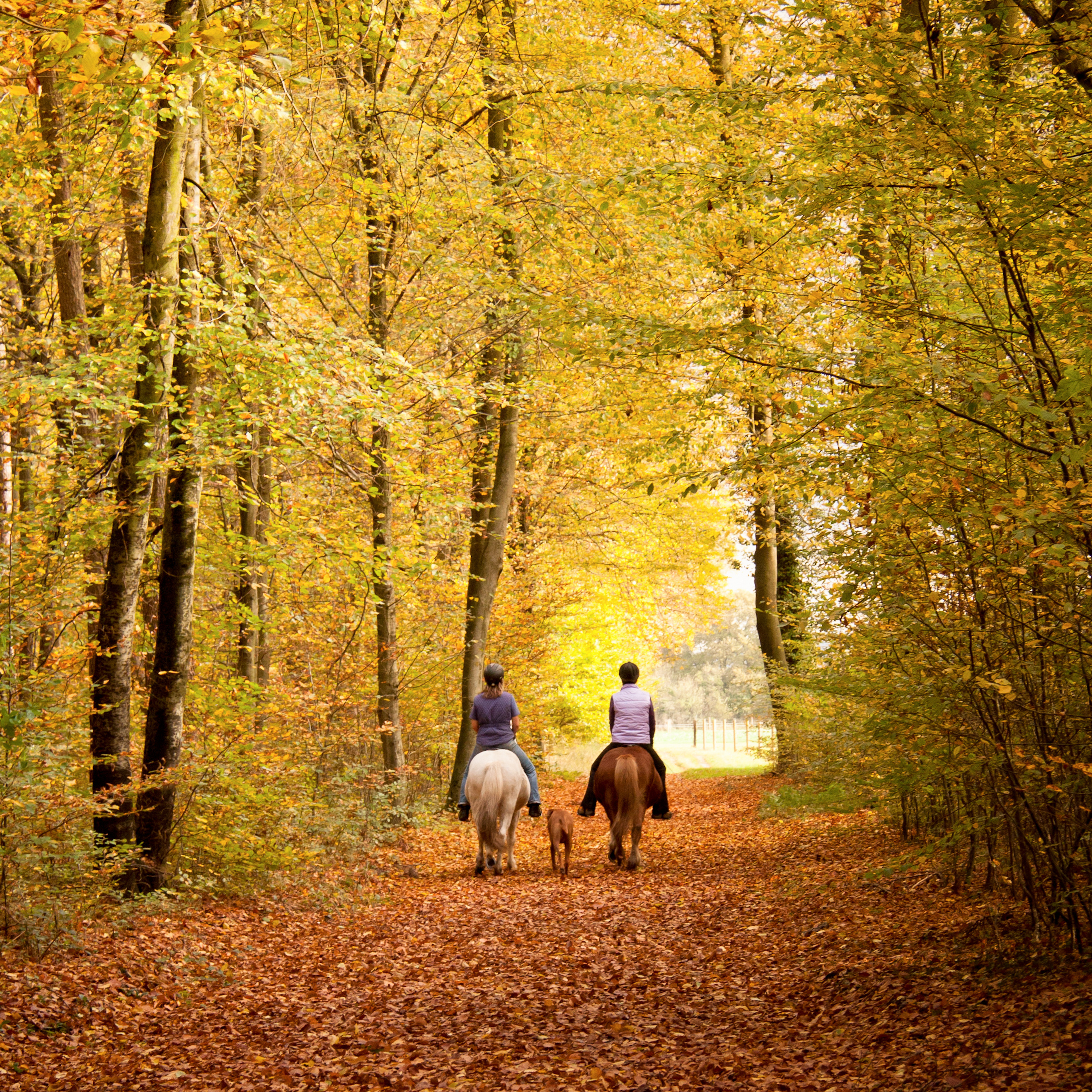 Bring Dein Pferd fit durch die Stallsaison