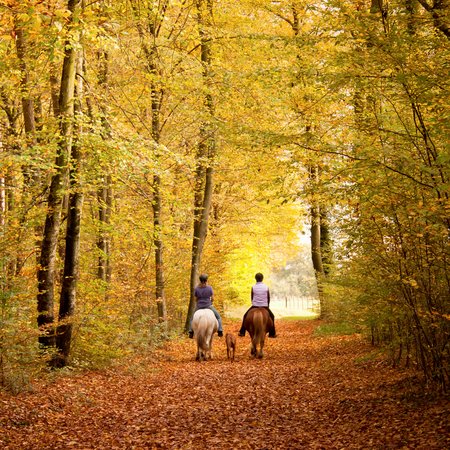 Bring Dein Pferd fit durch die Stallsaison