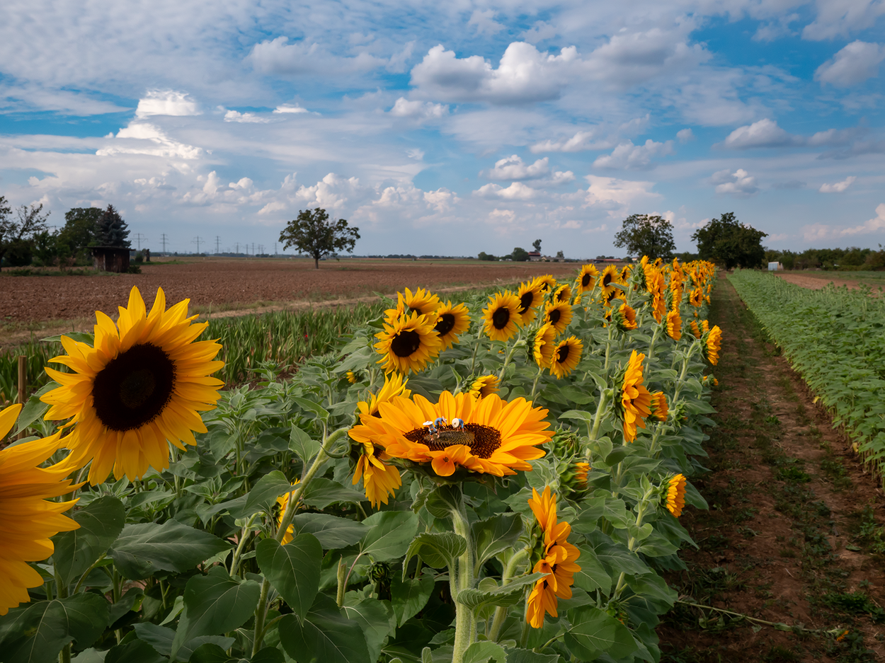 Little Mifuma Sonnenblumenkerne