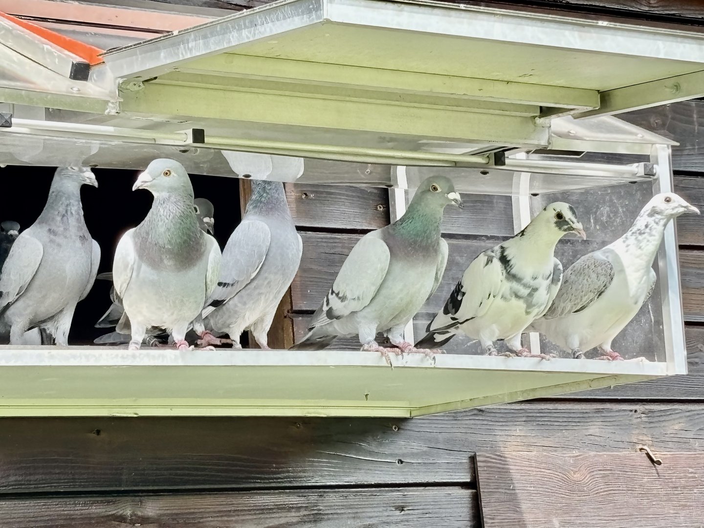 Jungtauben beim Ausflug aus dem Schlag – frische Luft und Orientierungstraining