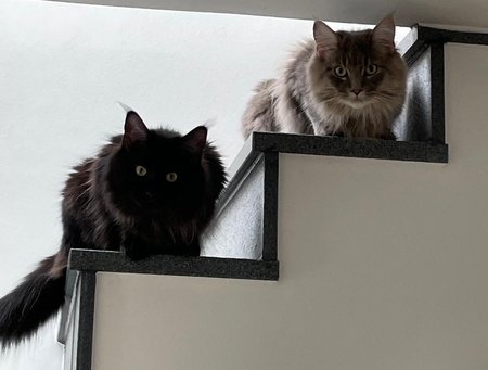 Neugierige Katzen auf der Treppe – Blick von oben