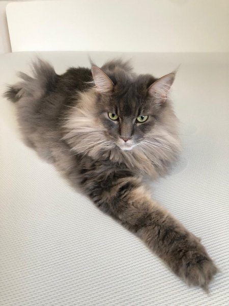 Majestätische Langhaarkatze mit aufmerksamem Blick auf weißem Untergrund