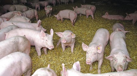 Abbildung von Schweinen im Stall