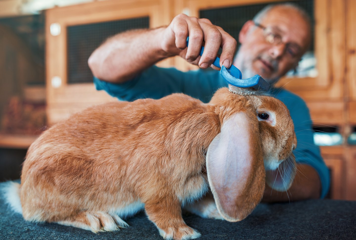 Schauvorbereitung Rassekaninchen