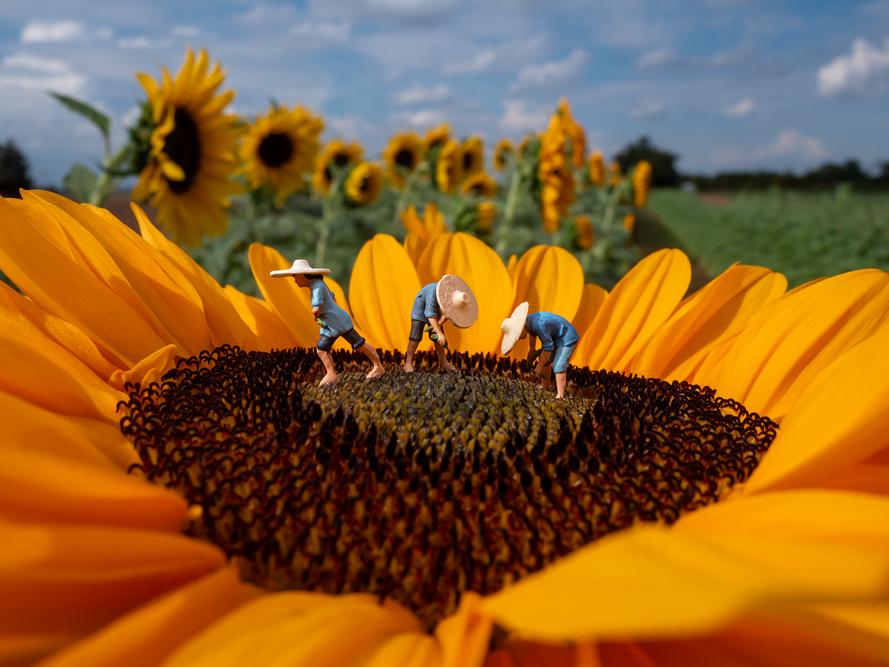 Little Mifuma Sonnenblumenkerne