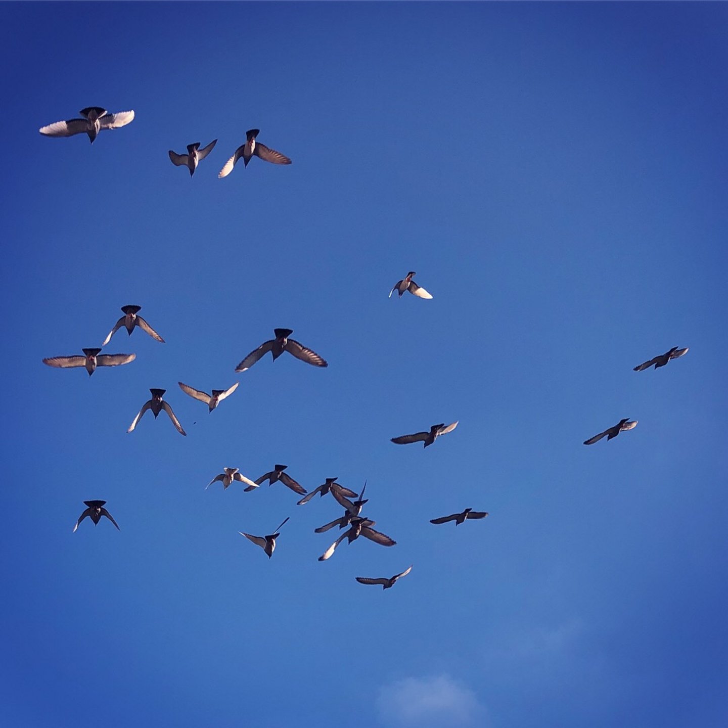 Abbildung von fliegenden Tauben