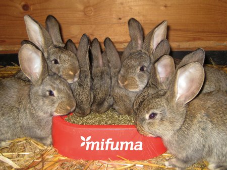Kaninchenfutter für alle Lebenslagen