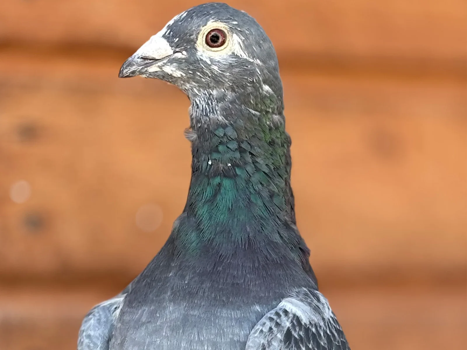 Image Alt